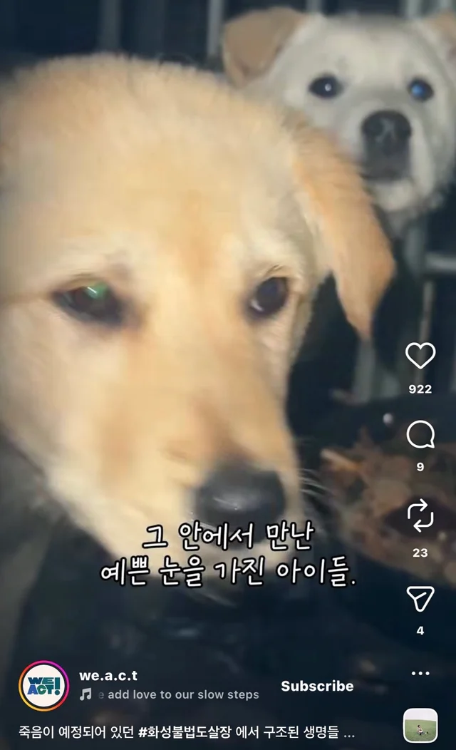 죽음이 예정되어 있던 #화성불법도살장 에서 구조된 .. 현장 사진