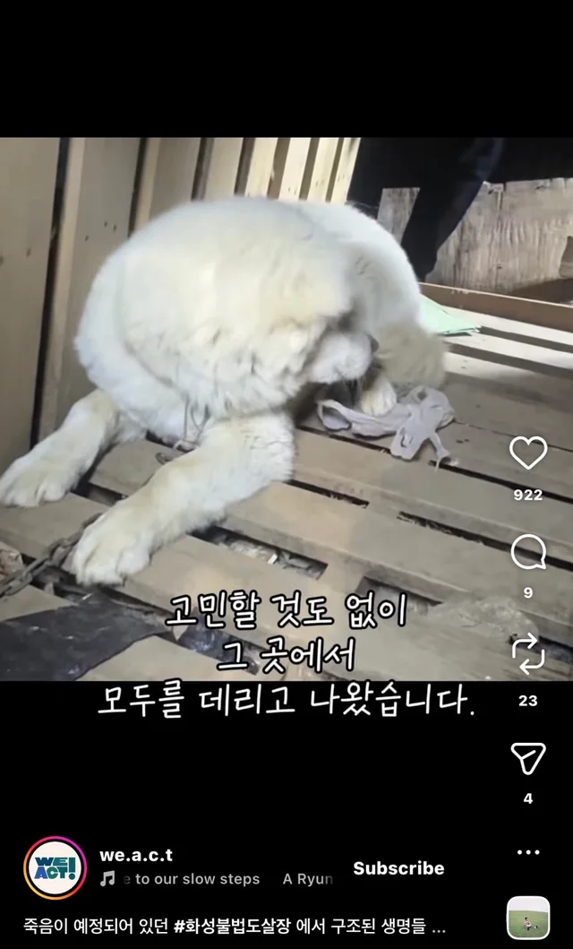 죽음이 예정되어 있던 #화성불법도살장 에서 구조된 .. 현장 사진