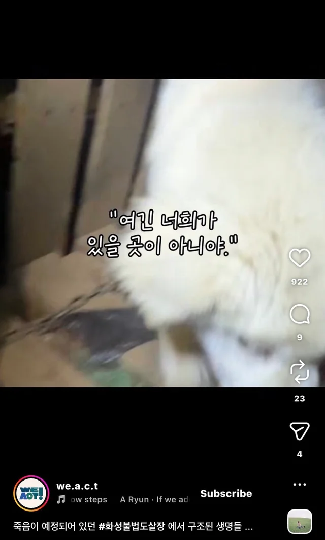 죽음이 예정되어 있던 #화성불법도살장 에서 구조된 .. 현장 사진
