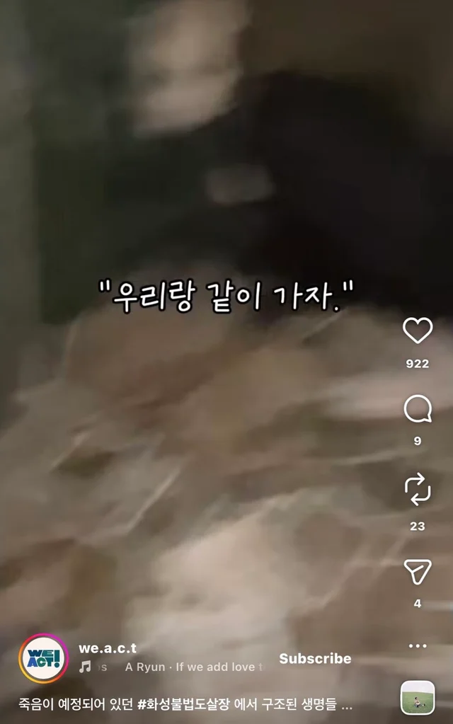 죽음이 예정되어 있던 #화성불법도살장 에서 구조된 .. 현장 사진