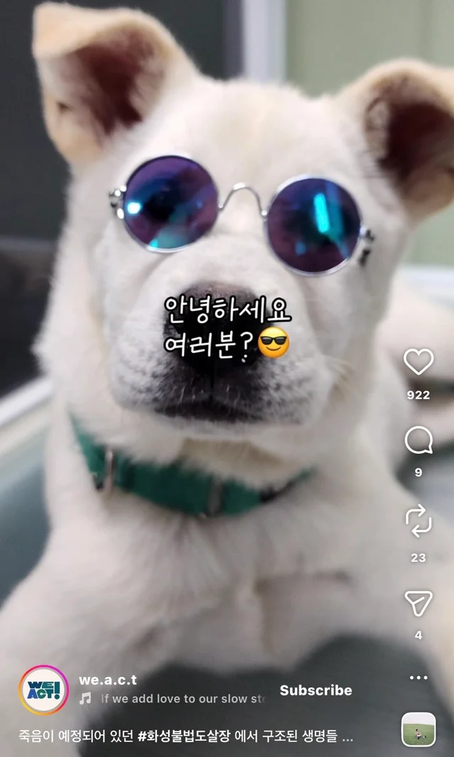 죽음이 예정되어 있던 #화성불법도살장 에서 구조된 .. 현장 사진