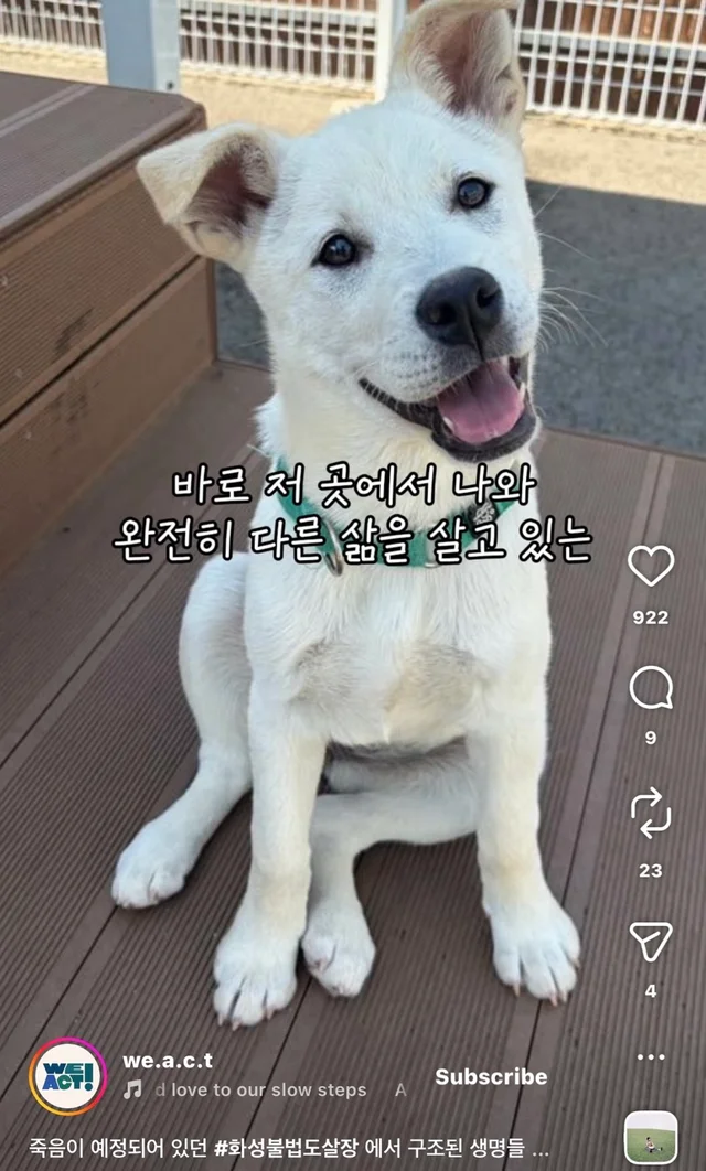 죽음이 예정되어 있던 #화성불법도살장 에서 구조된 .. 현장 사진