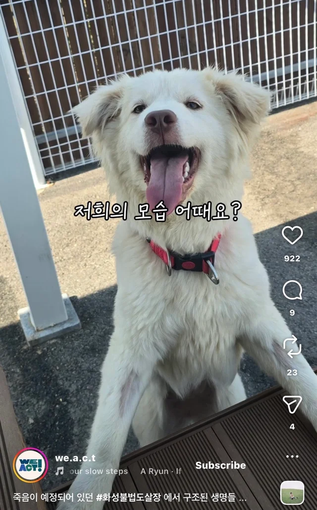 죽음이 예정되어 있던 #화성불법도살장 에서 구조된 .. 현장 사진