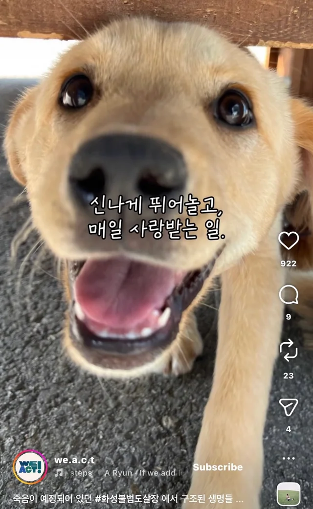 죽음이 예정되어 있던 #화성불법도살장 에서 구조된 .. 현장 사진