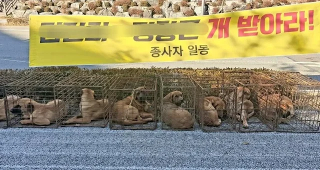 육견협회고의유기견 현장 사진