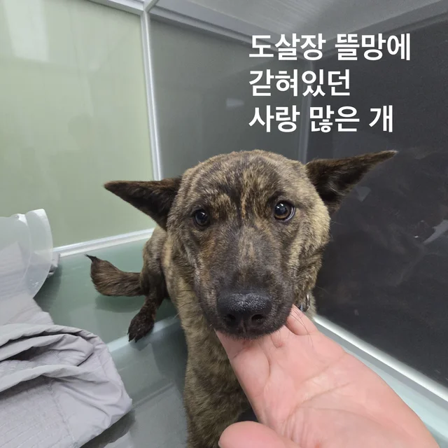 도살장 뜰만에 갇혀있던 사랑 많은 개 현장 사진