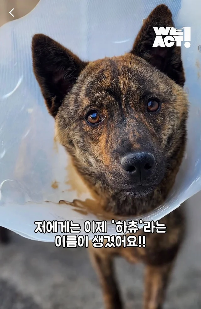 도살장 뜰만에 갇혀있던 사랑 많은 개 현장 사진