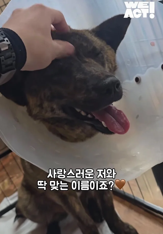 도살장 뜰만에 갇혀있던 사랑 많은 개 현장 사진