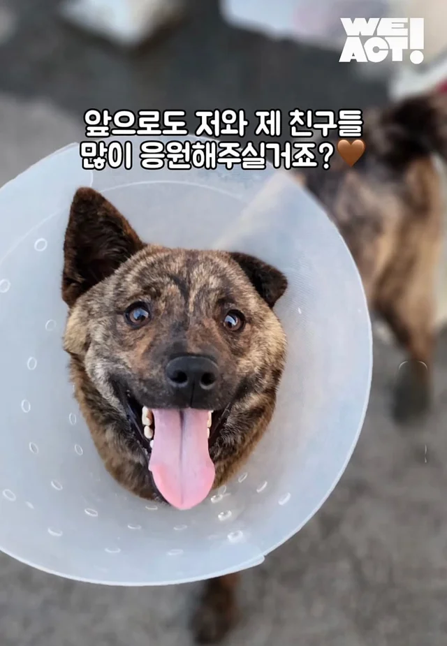 도살장 뜰만에 갇혀있던 사랑 많은 개 현장 사진