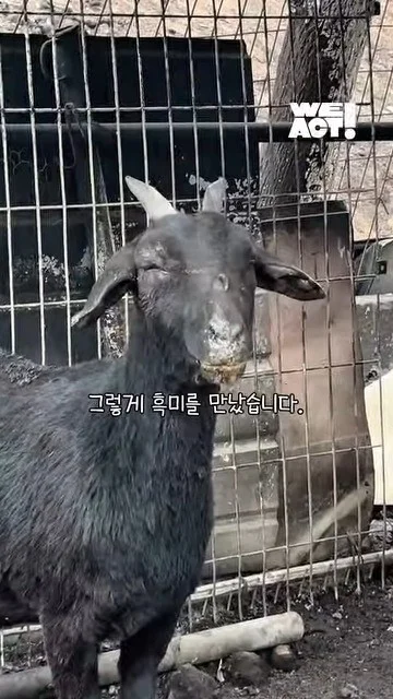 이제 혼자가 아닌 염소의 소식 현장 사진