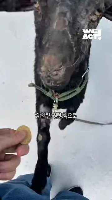 이제 혼자가 아닌 염소의 소식 현장 사진