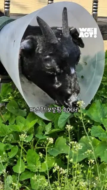 이제 혼자가 아닌 염소의 소식 현장 사진