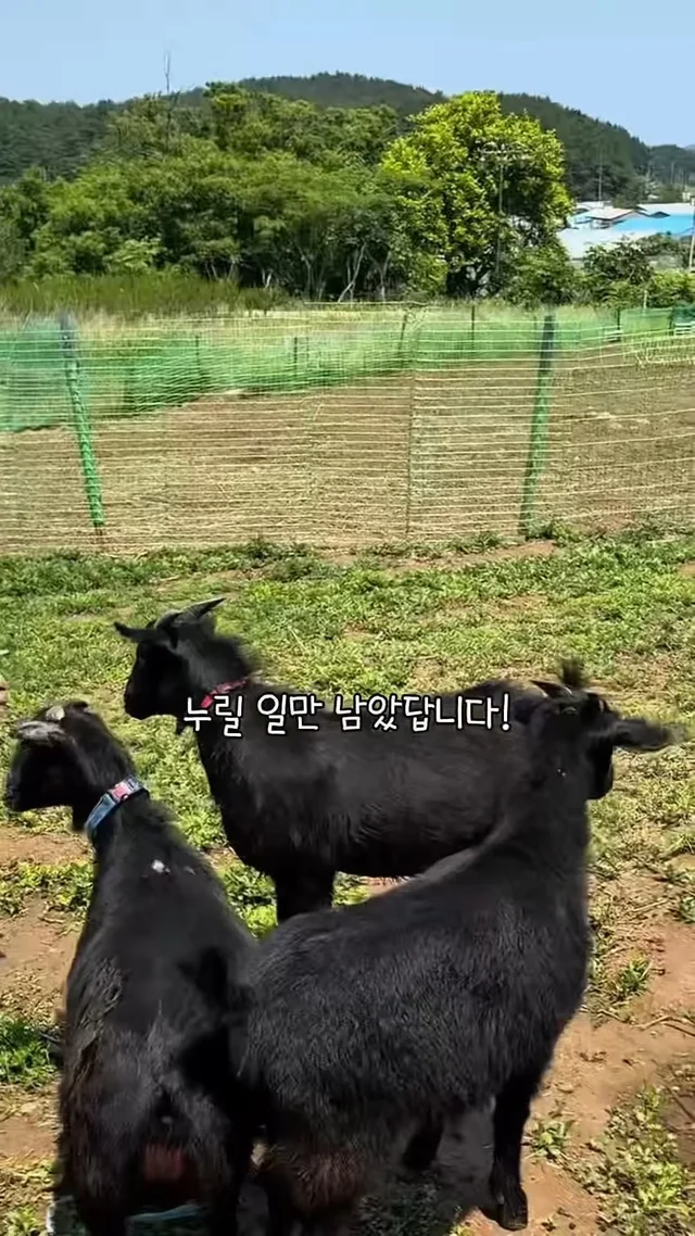 이제 혼자가 아닌 염소의 소식 현장 사진