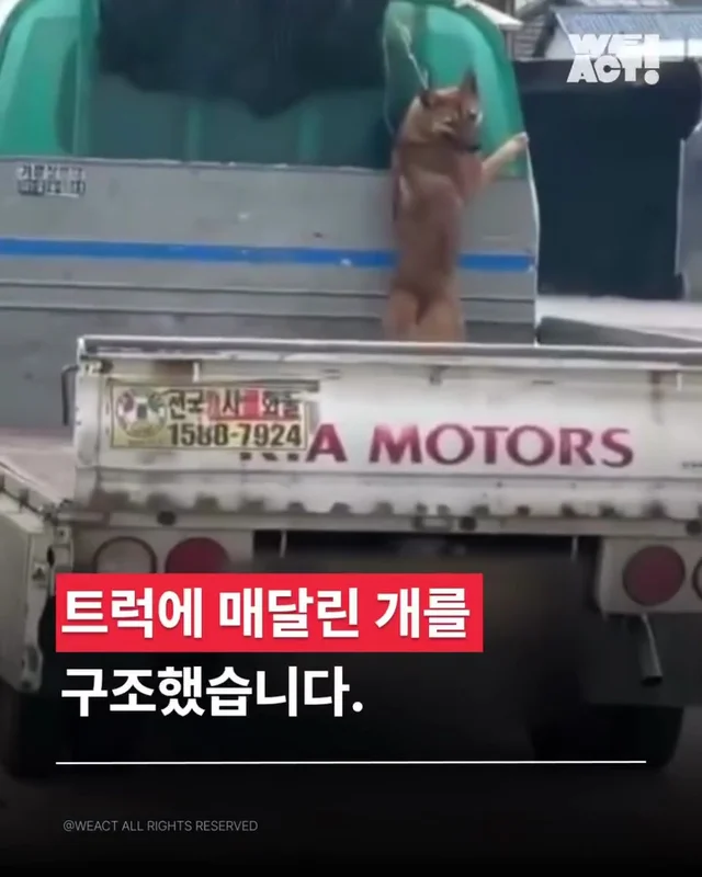 개트럭학대 현장 사진