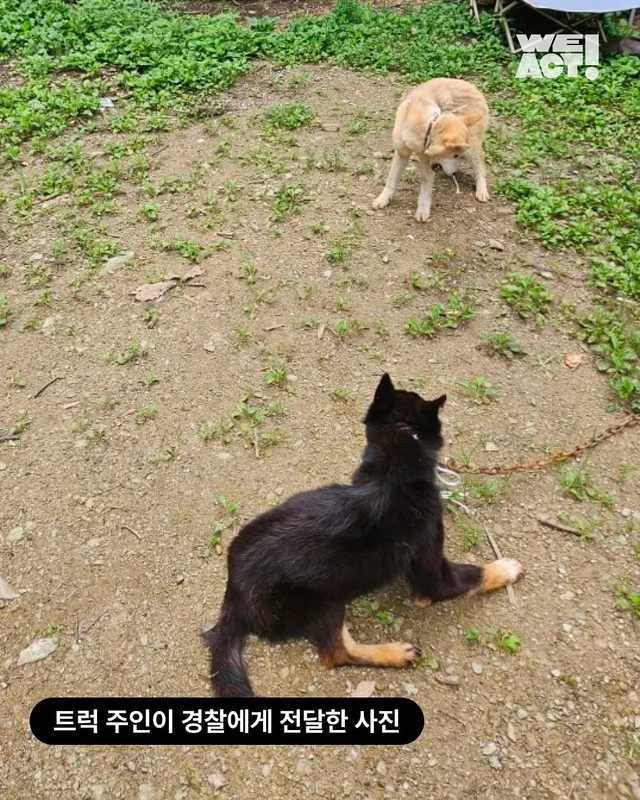 개트럭학대 현장 사진