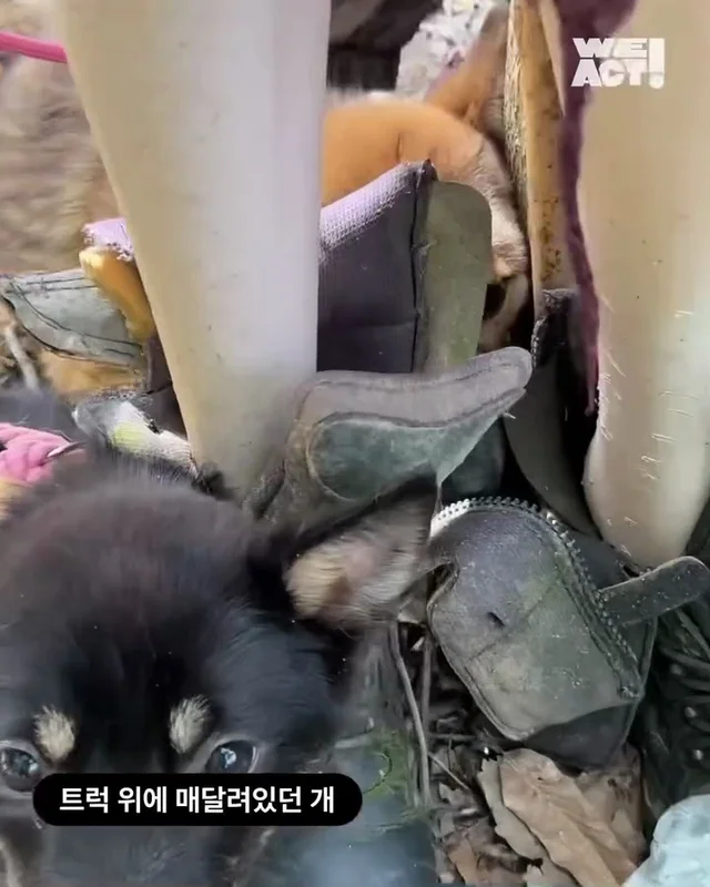 개트럭학대 현장 사진