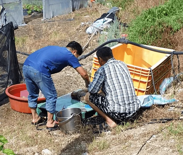 정읍초복도살 현장 사진