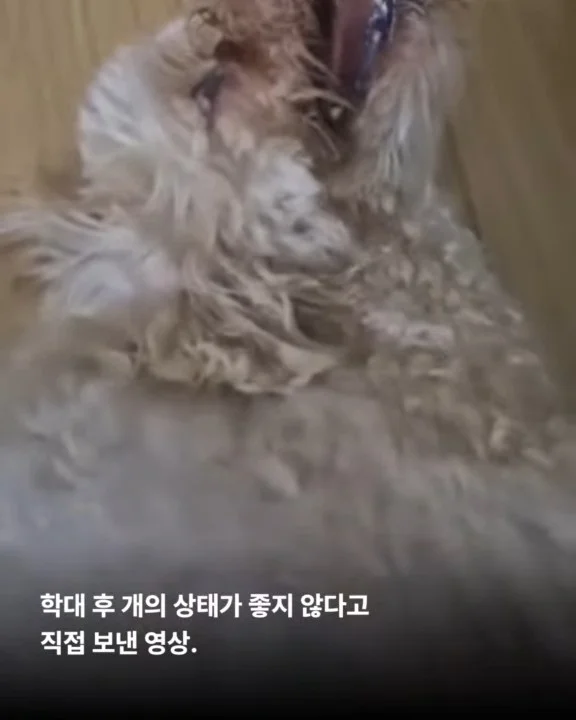 파주동물학대 현장 사진