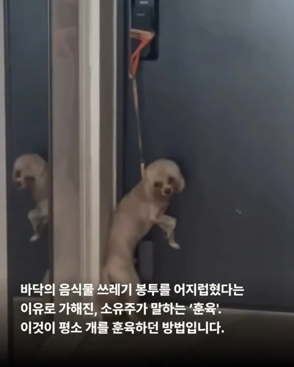 파주동물학대 현장 사진