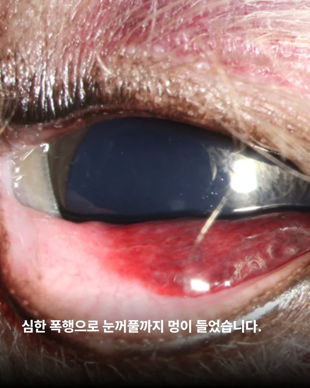 파주동물학대 현장 사진