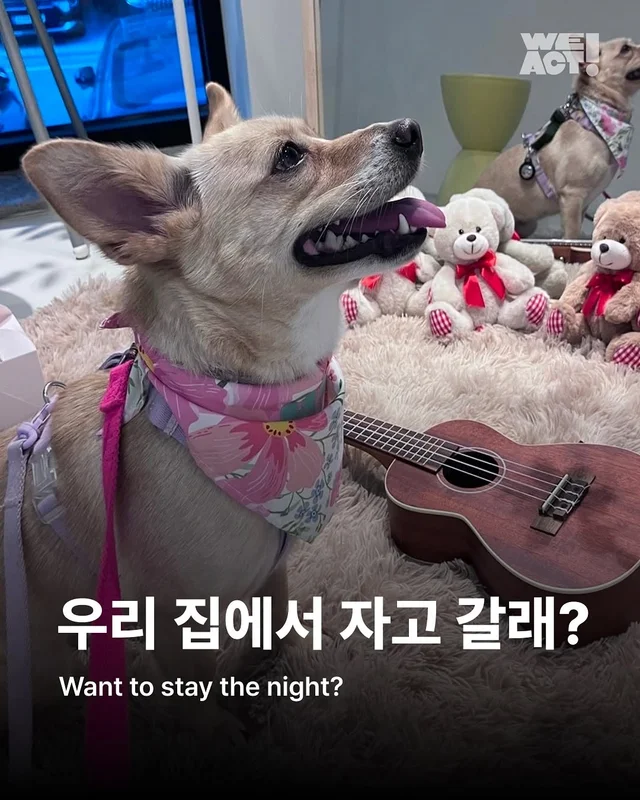 위액트 미카, 위액트 팥빵 현장 사진