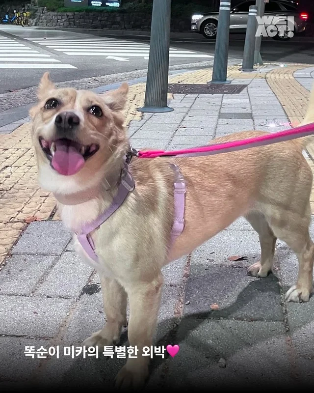 위액트 미카, 위액트 팥빵 현장 사진