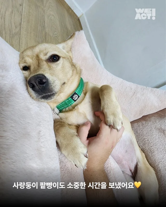 위액트 미카, 위액트 팥빵 현장 사진