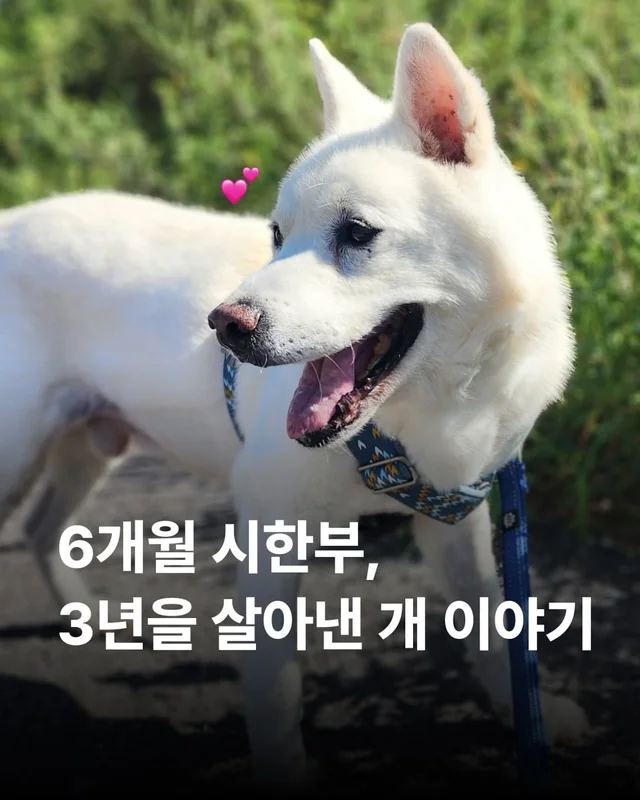 3년째 기적을 써 내려가는 개 현장 사진