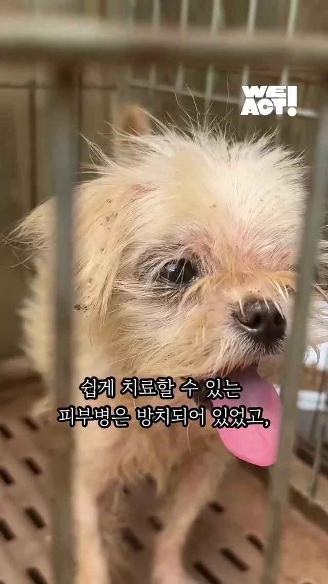 심각한피부병말티즈들 구조후 어떻게 바뀌었나요 현장 사진