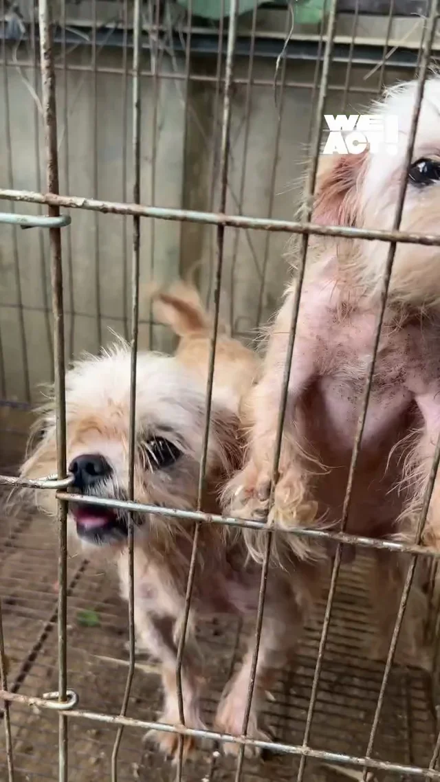 심각한피부병말티즈들 구조후 어떻게 바뀌었나요 현장 사진