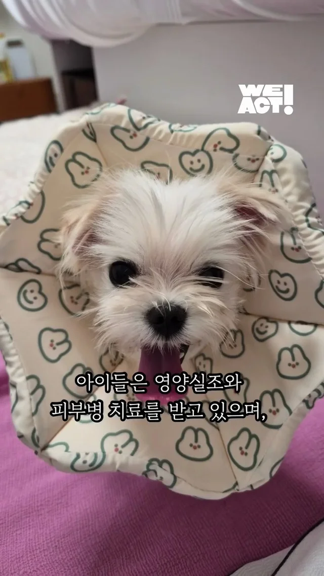 심각한피부병말티즈들 구조후 어떻게 바뀌었나요 현장 사진