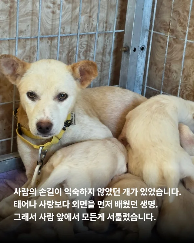 위액트 댄스 최강 개의 등!장! #위액트예원 #위액트보.. 현장 사진