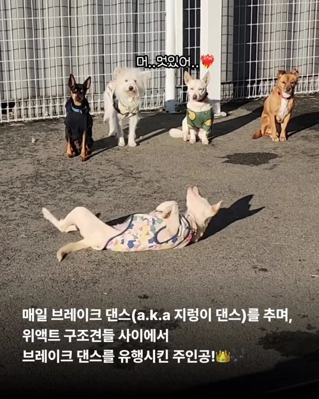 위액트 댄스 최강 개의 등!장! #위액트예원 #위액트보.. 현장 사진