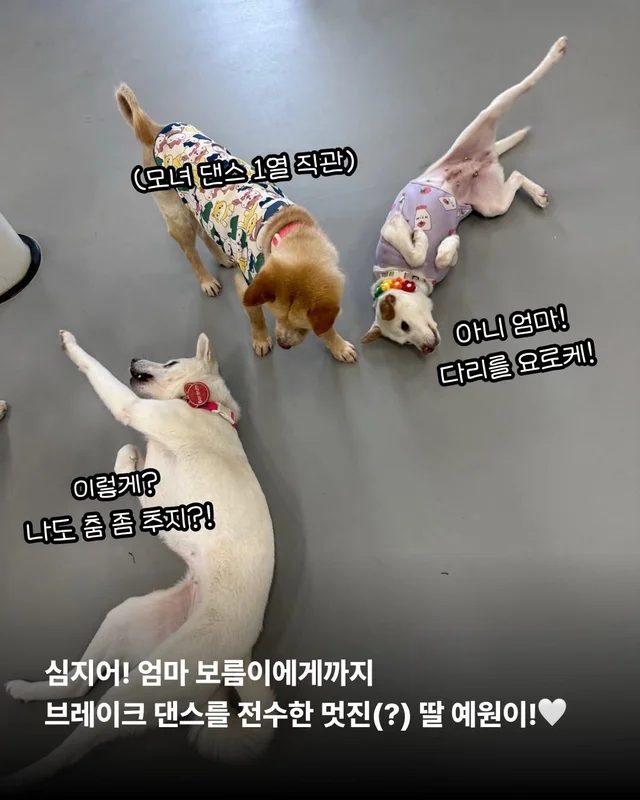 위액트 댄스 최강 개의 등!장! #위액트예원 #위액트보.. 현장 사진