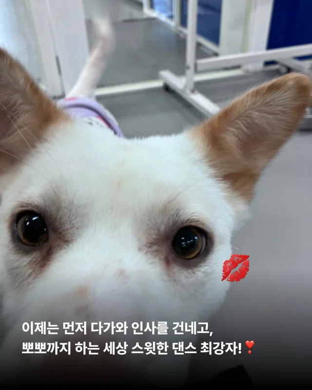 위액트 댄스 최강 개의 등!장! #위액트예원 #위액트보.. 현장 사진