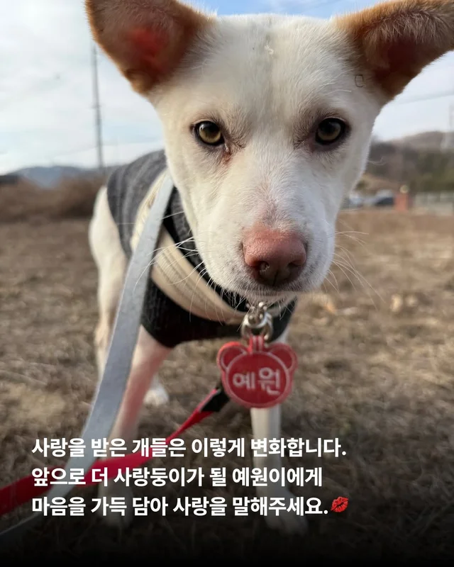위액트 댄스 최강 개의 등!장! #위액트예원 #위액트보.. 현장 사진