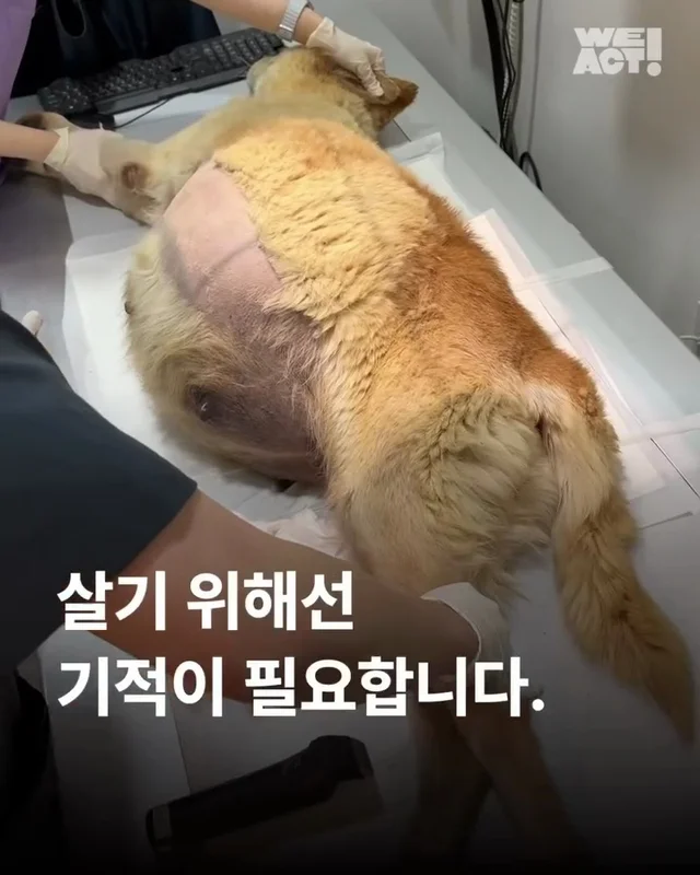 당진방치학대 현장 사진