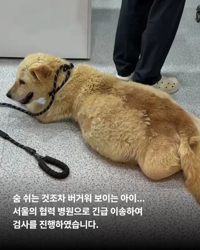 당진방치학대 현장 사진