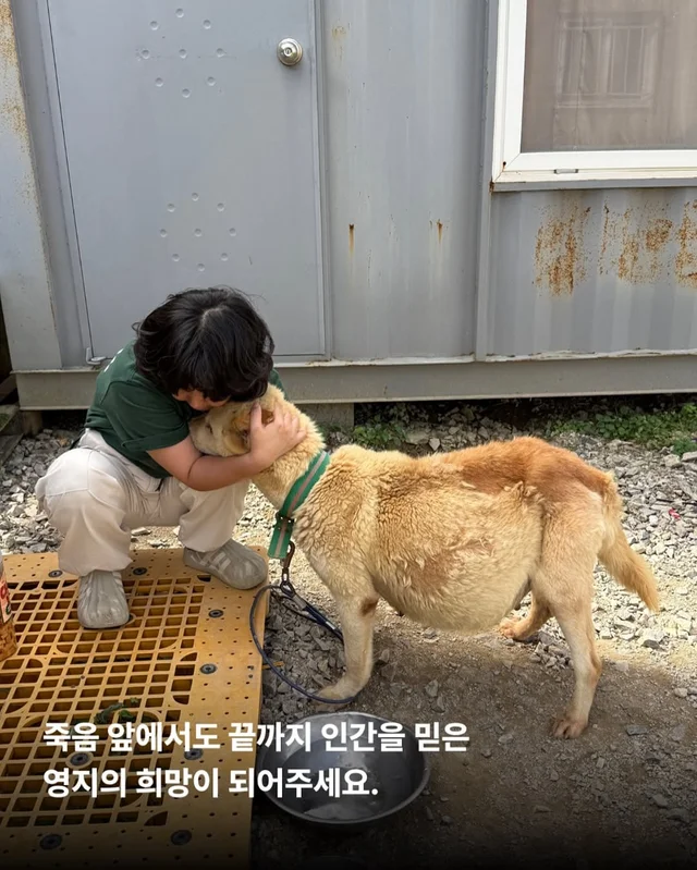 당진방치학대 현장 사진
