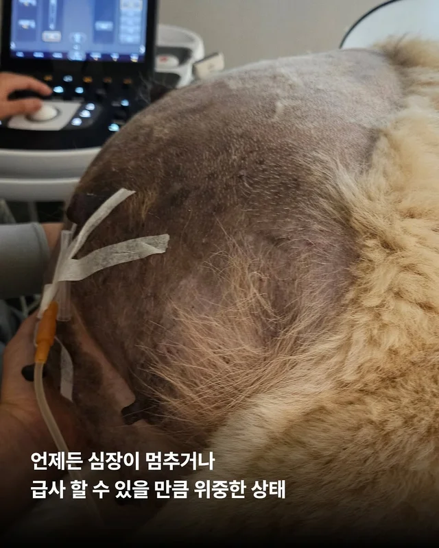 당진방치학대 현장 사진