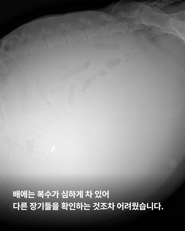 당진방치학대 현장 사진