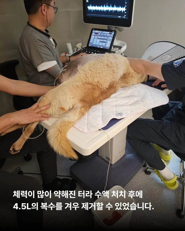 당진방치학대 현장 사진