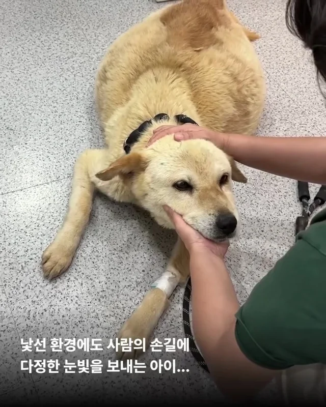 당진방치학대 현장 사진