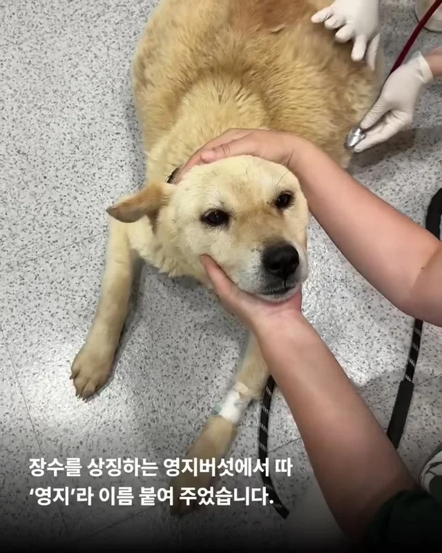 당진방치학대 현장 사진