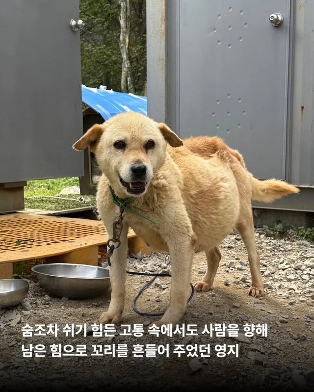 당진방치학대 현장 사진