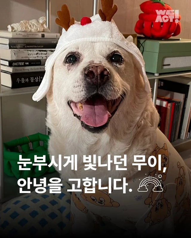 눈부시게 빛나던 무이, 안녕을 고합니다. #위액트무이 현장 사진