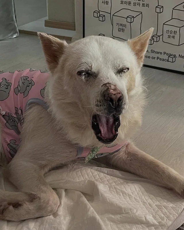 눈부시게 빛나던 무이, 안녕을 고합니다. #위액트무이 현장 사진