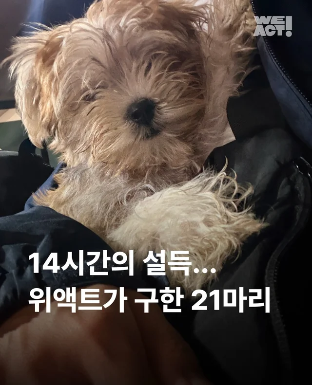 마포구 불법 신종 펫숍 현장 사진