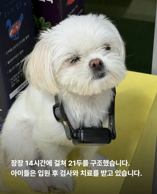 마포구 불법 신종 펫숍 현장 사진