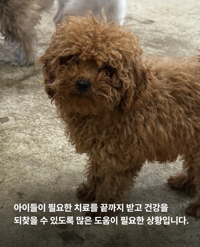 마포구 불법 신종 펫숍 현장 사진